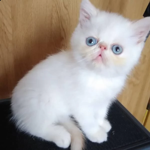 adorabili gattini persiani in adozione