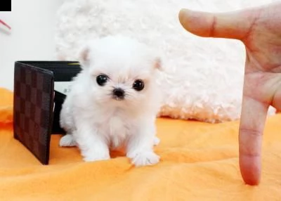 mini maltese toy