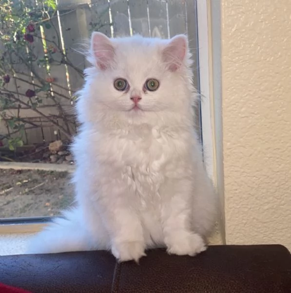 simpatici gattini persiani attualmente disponibili.  | Foto 1