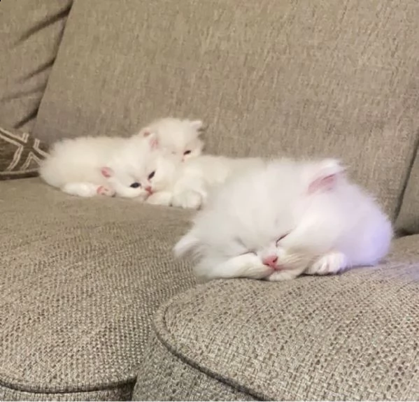 simpatici gattini persiani attualmente disponibili.  | Foto 0
