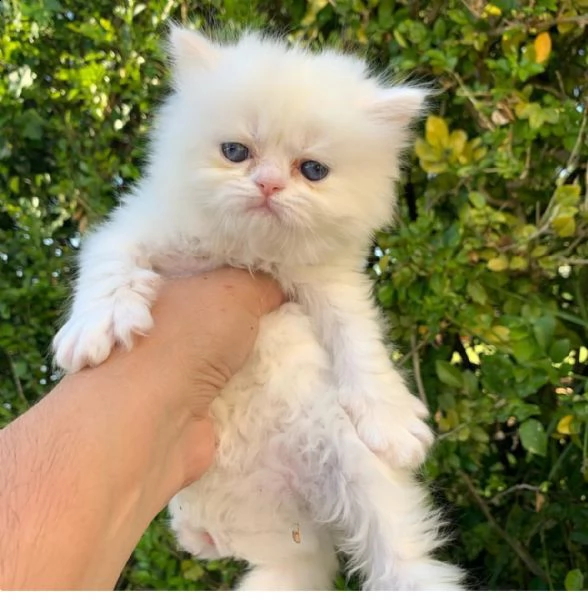 adorabili gattini persiani disponibili | Foto 2