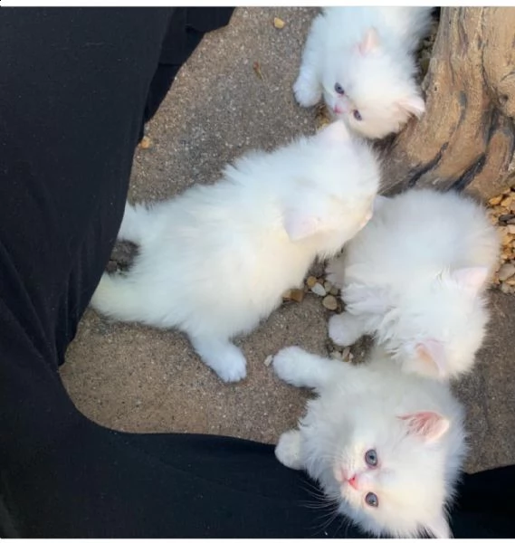 adorabili gattini persiani disponibili