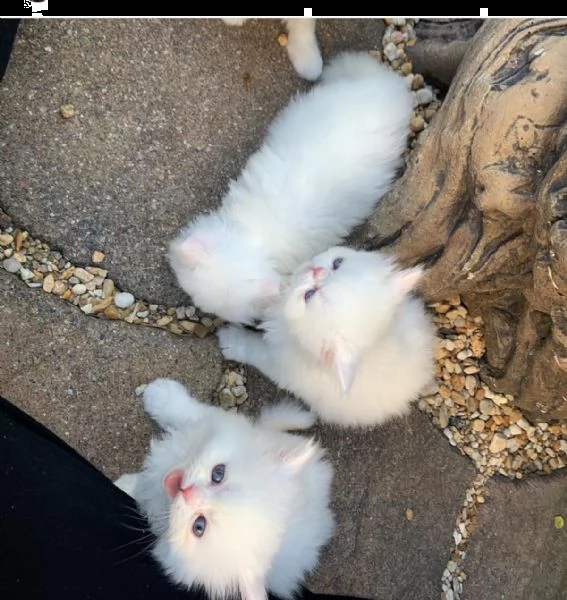 adorabili gattini persiani disponibili | Foto 0