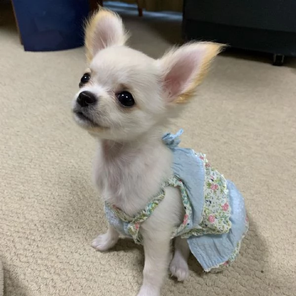 cuccioli di barboncino maltese