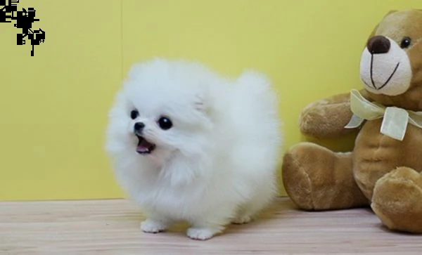 regalo micro pomerania toy cuccioli.