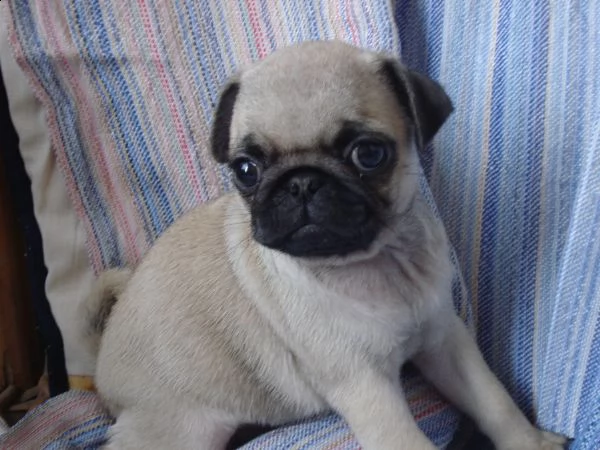 vendita stupendi cuccioli carlini con pedigree