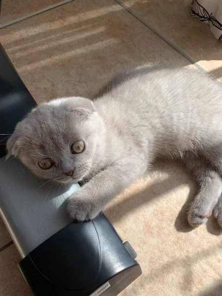 meravigliosi gattini scottish fold