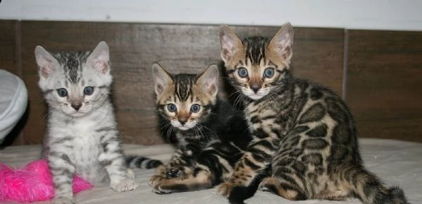 gatti bengala cuccioli