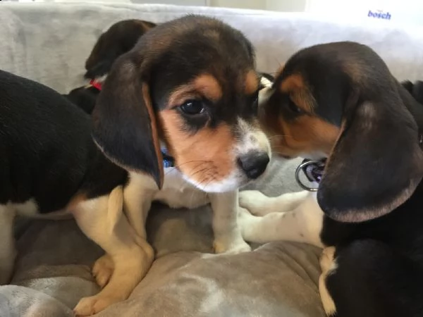 beagle cuccioli splendidi con pedigree