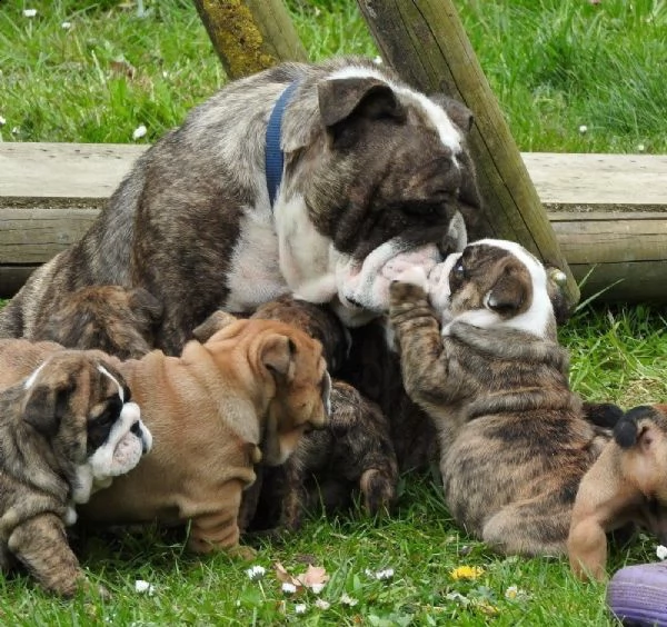 bulldog inglese