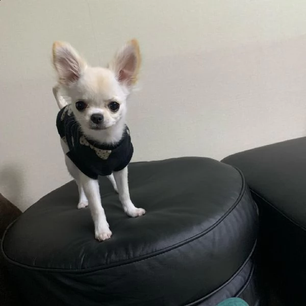 cuccioli di chihuahua disponibili