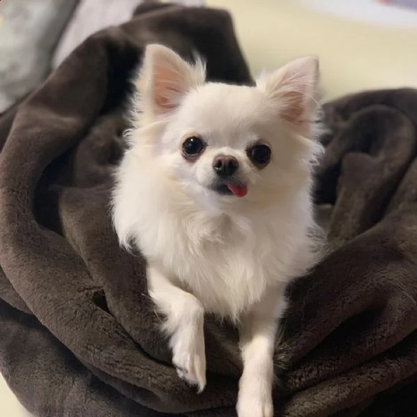 cuccioli di chihuahua disponibili e pronti per andare in una casa per sempre.
