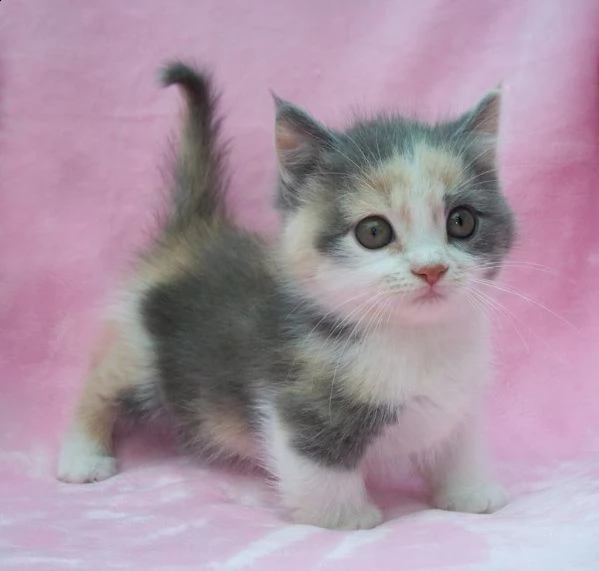 dolcissimi cuccioli di munchkin