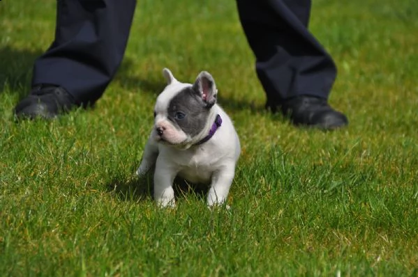 bouledogue nano - bulldog francese