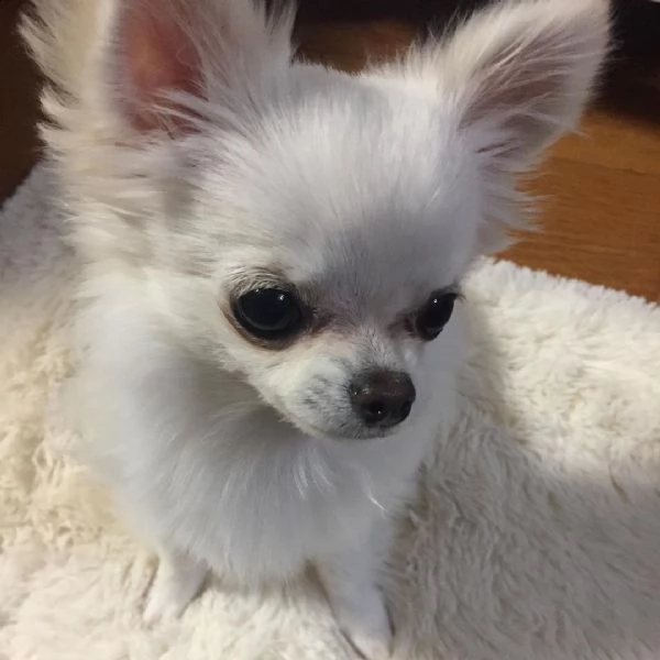 cuccioli di chihuahua