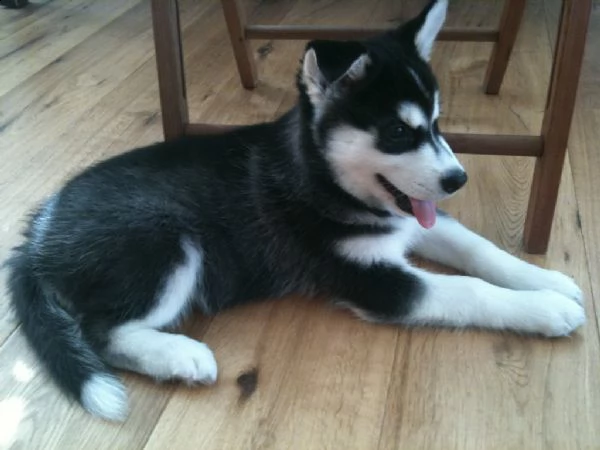 regalo vendita cucciolo cucciolo di siberian husky | Foto 2