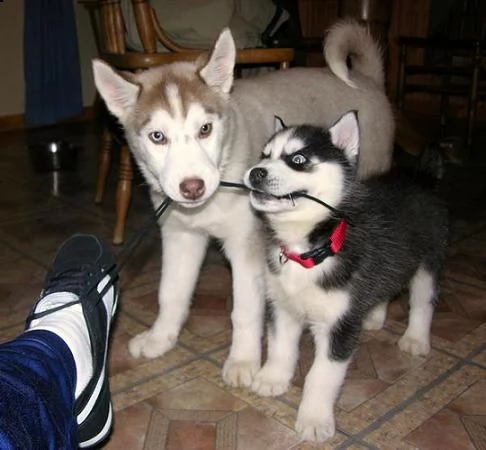 regalo vendita cucciolo cucciolo di siberian husky