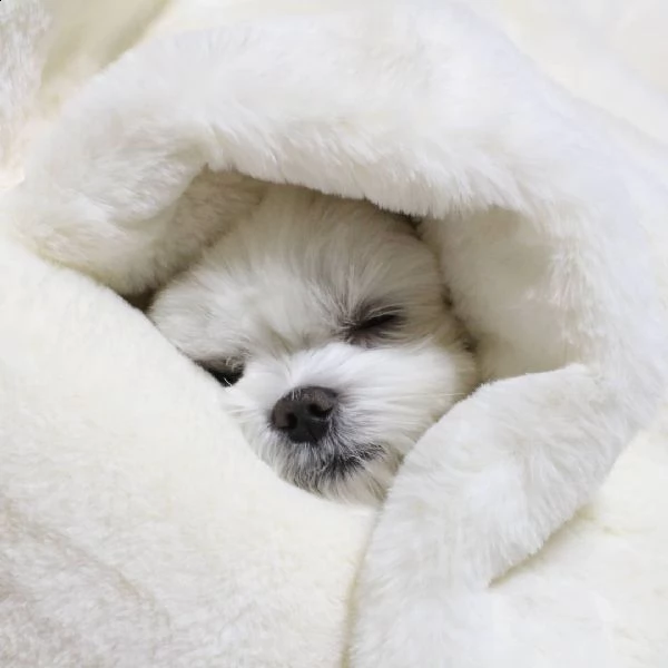 regalo maltese | Foto 0