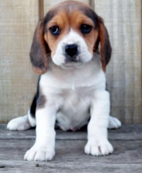 (offro) - cuccioli di beagle maschio / femmina - cercano urgentemente famiglia