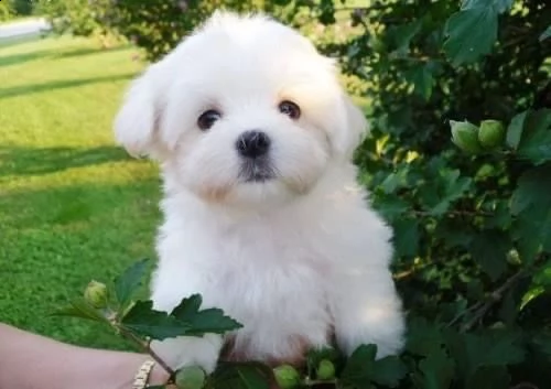 regalo maltese(())) | Foto 0