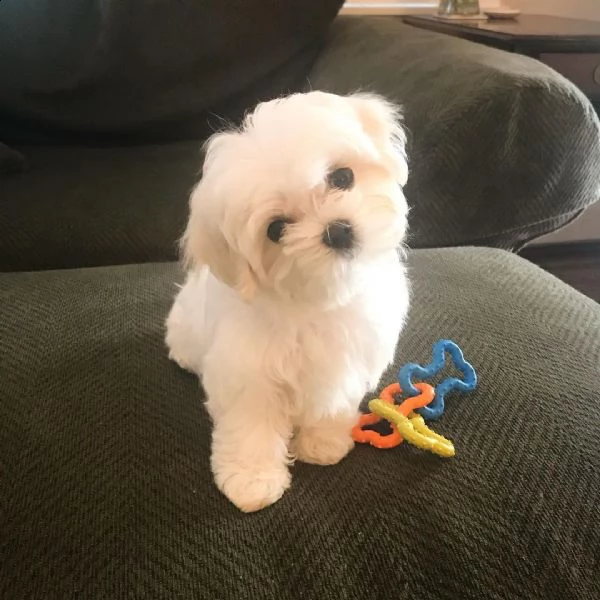 cuccioletto di maltese mini mini toy