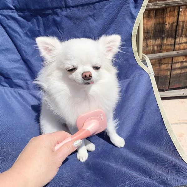 cuccioli di chihuahua disponibili pronti per andare in una casa per sempre
