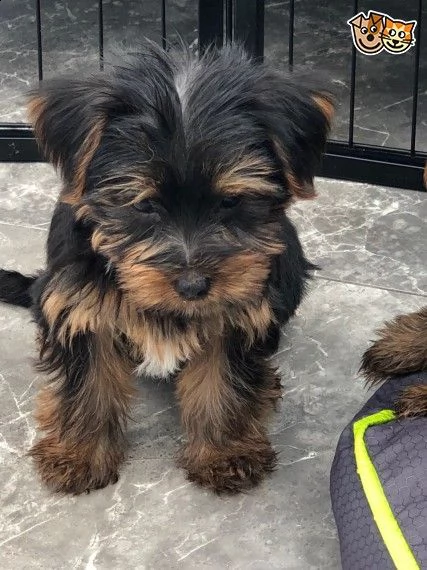 email : ameliajefferson80[at]gmail[.com] cuccioli adorabile di cuccioli di yorkshire terrier. ora disponi