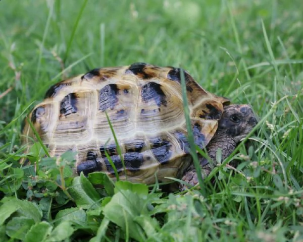 tartarughe testudo horsfieldii | Foto 0