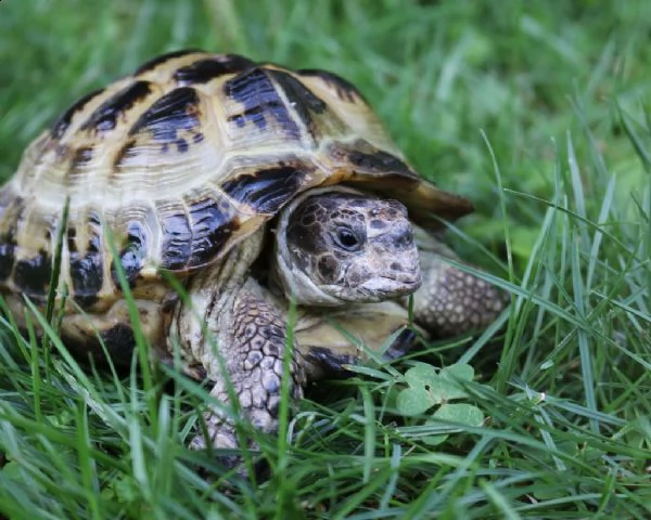 tartarughe testudo horsfieldii