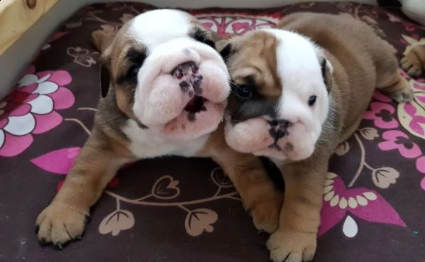 regalo bulldog inglese cuccioli disponibili