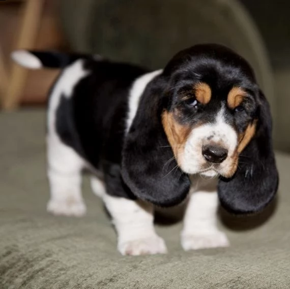 regalo bellissimi cuccioli di basset hound