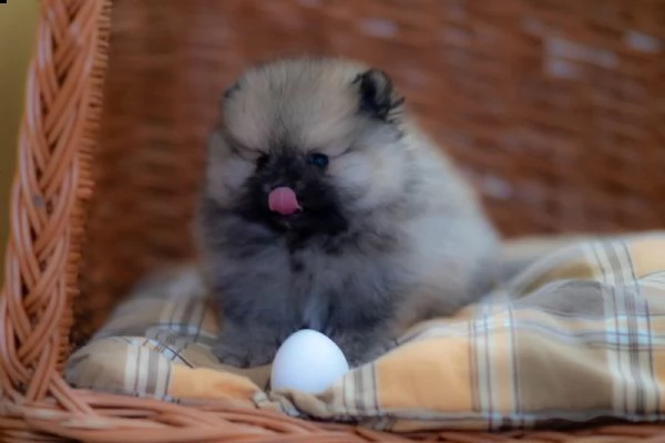 volpino di pomerania cuccioli