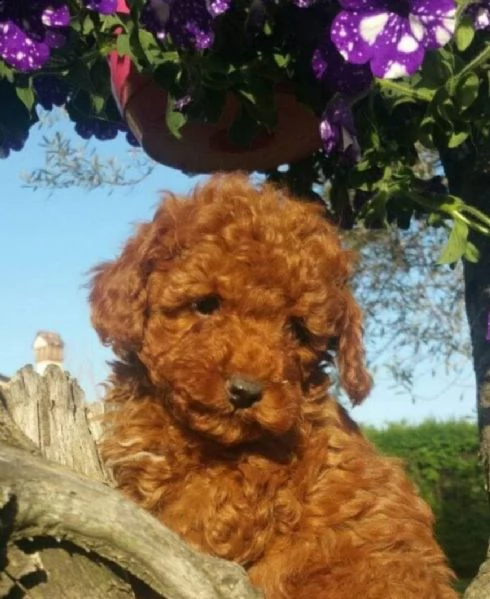 barboncini per marzo 2021