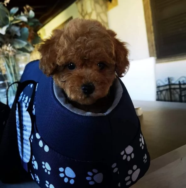 barboncini per marzo 2021 | Foto 0