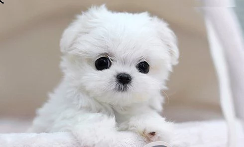 email : ameliajefferson80[at]gmail[.com] adorali cuccioli di maltese femminucce e maschietti disponibili  | Foto 0