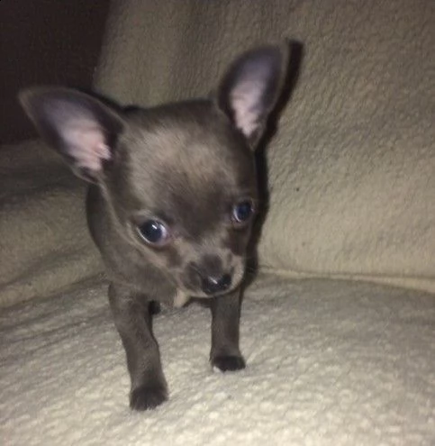 clean blue chihuahua puppies for sale male and females 