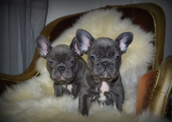 cuccioli di bulldog francese blu per l'adozione