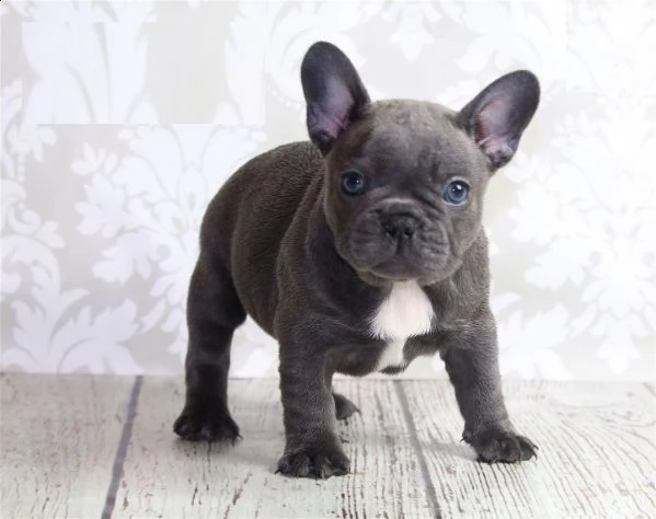 cuccioli di bulldog francese blu per l'adozione | Foto 0