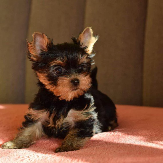 contatta kiaranibs[at]gmail[[.com] cuccioli in miniatura yorkshier terrier per adozione