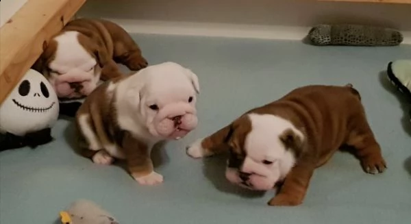 regalo bulldog inglese cuccioli disponibili