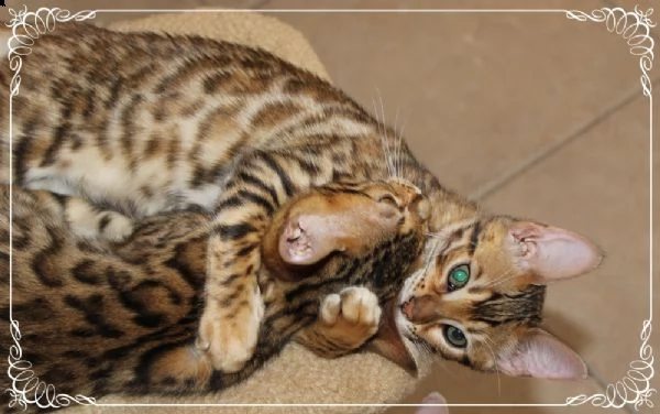 cuccioli bengala | Foto 0