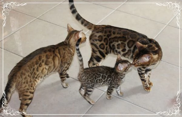 gattini bengala disponibili | Foto 1