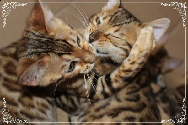 gattini bengala disponibili | Foto 0