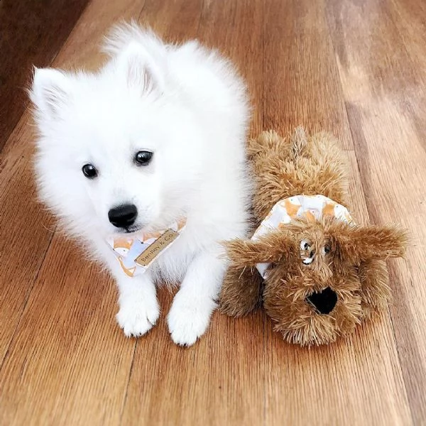 re.ga.lo cuccioli siberian husky uno maschio e femmina due cuccioli siberian husky...... i cuccioli 