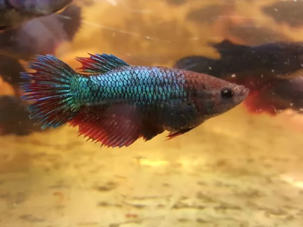 pesci acqua dolce guppy