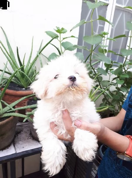 maschio e femmmina maltese  gratuito 