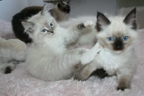 meravigliosi cuccioli ragdoll
