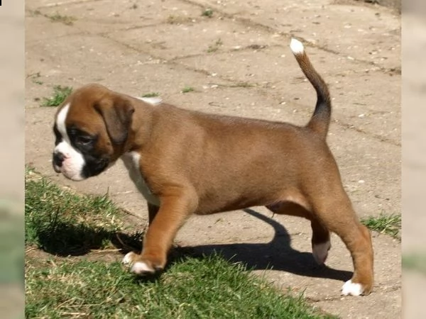 boxer cuccioli