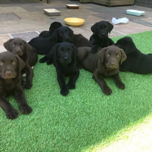 regalo cuccioli di labrador da privato