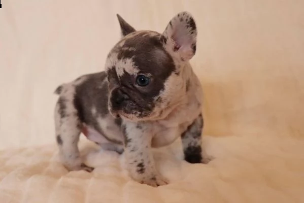 cuccioli bouledogue francese | Foto 1